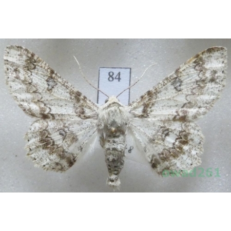 Ascotis selenaria (Denis & Schiffermüller, 1775) Czech84